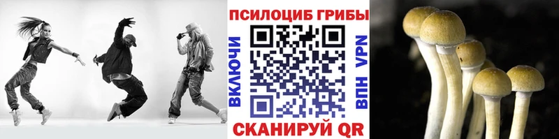 Псилоцибиновые грибы Cubensis  Подпорожье 